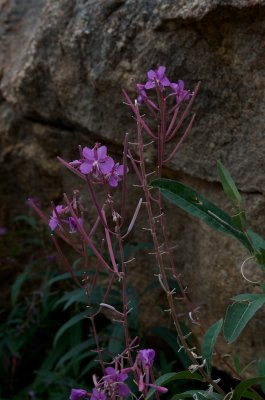 DSC_5752.jpg