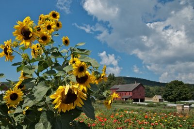 Sunflowers