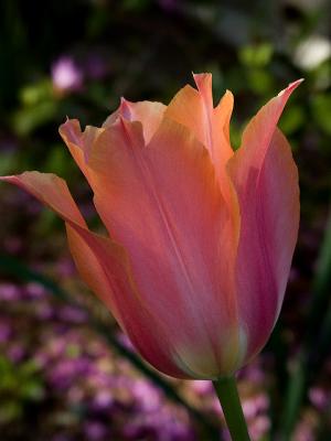 Pink tulip