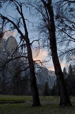 Two trees near the Merced river