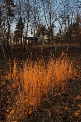 Grass evening glow