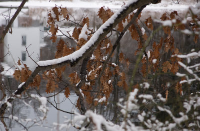 Winter oak