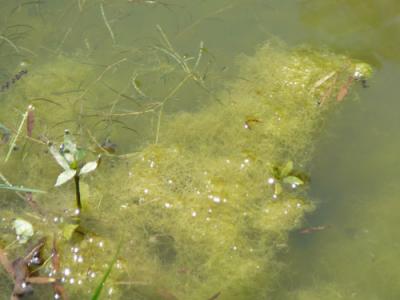 pond-plant2.jpg
