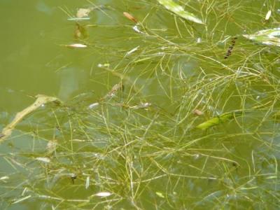 pond-plant3.jpg