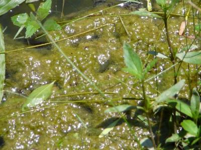 pond-plant4.jpg