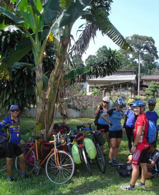 under the banana plant - Ayer Hitam