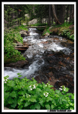 Flowers Along The Stream