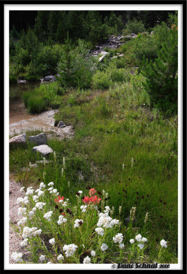 Wildflowers Near the Inlet Stream