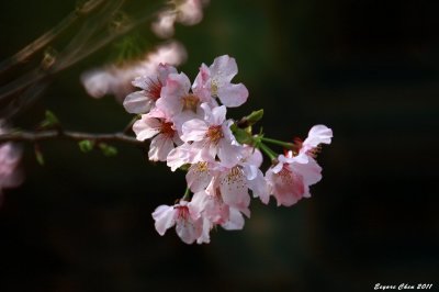 IMG_1784-1b.jpg