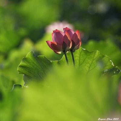 IMG_5965-1b.jpg