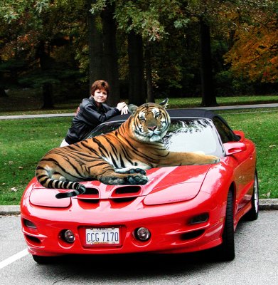 3Felines.jpg