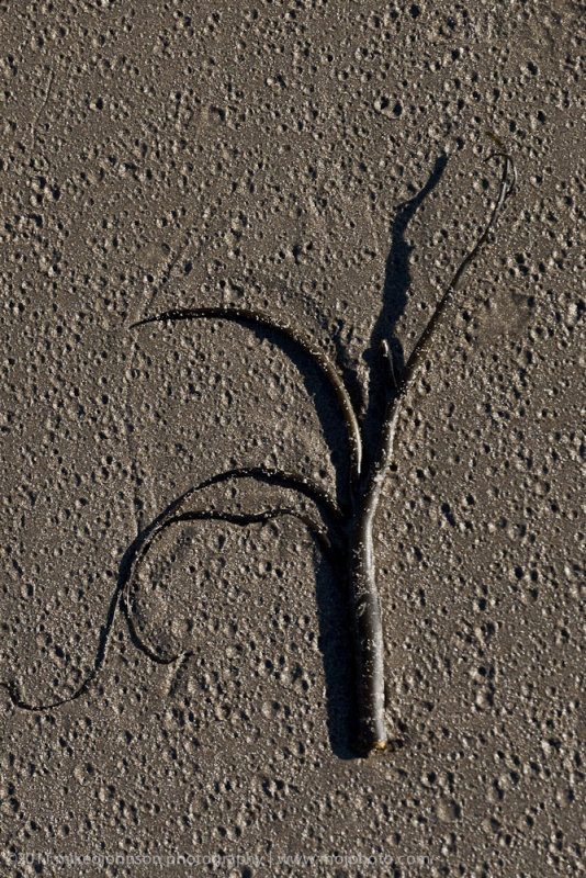 068-Kelp Art.jpg