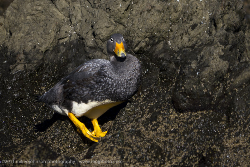 071-Flightless Steamer Duck.jpg