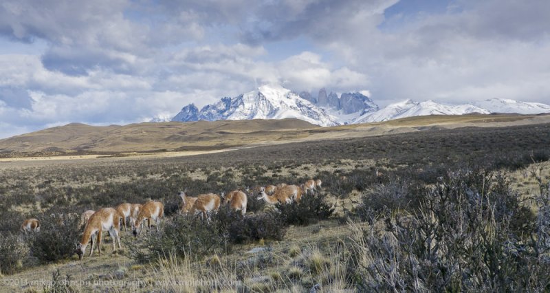 125-Guanacos Graze in Front of the Towers.jpg