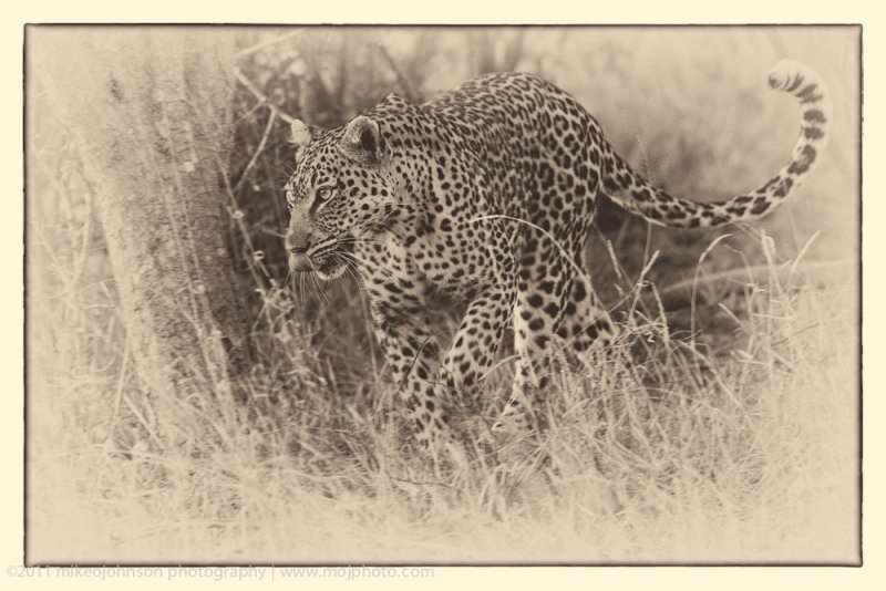 002-Leopard Stalking