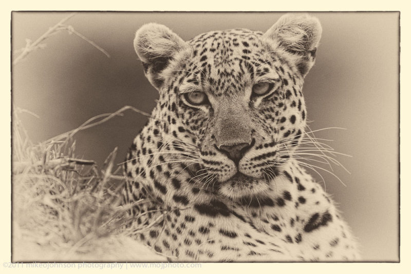 013-Leopard Portrait