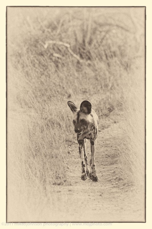 015-Wild Dog Walking Down Road