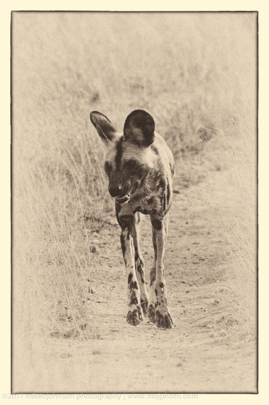 016-Wild Dog Walking Down Road