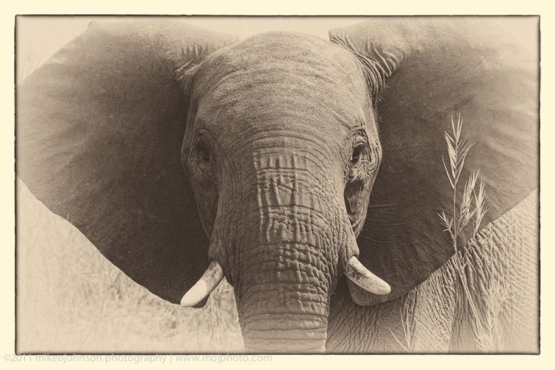 019-Elephant Face