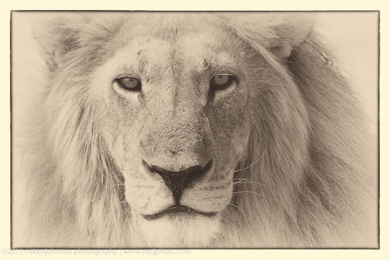 022-Lion Portrait