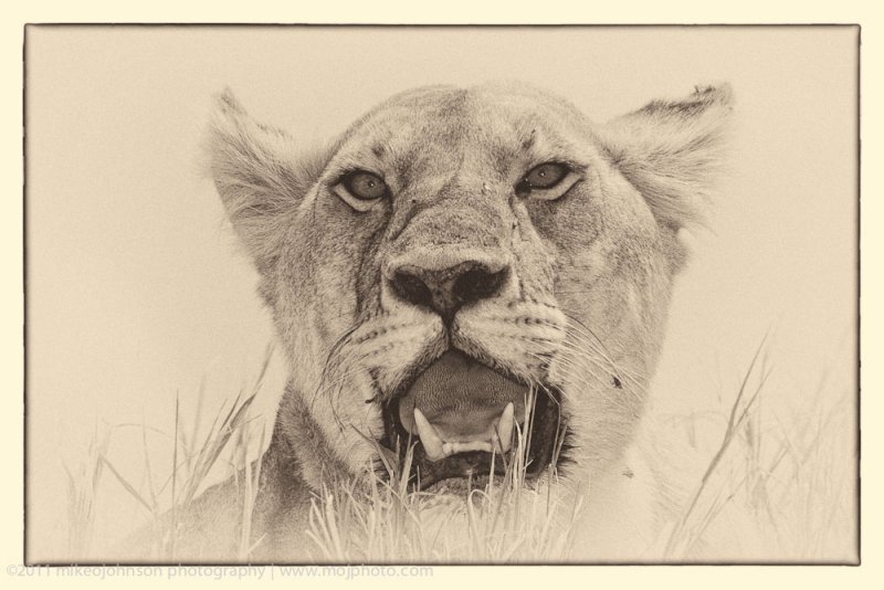 025-Lion from Below