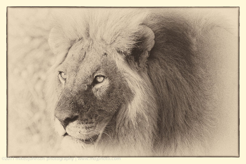 026-Lion Eyes