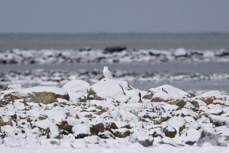 032-Snowy Owl.jpg