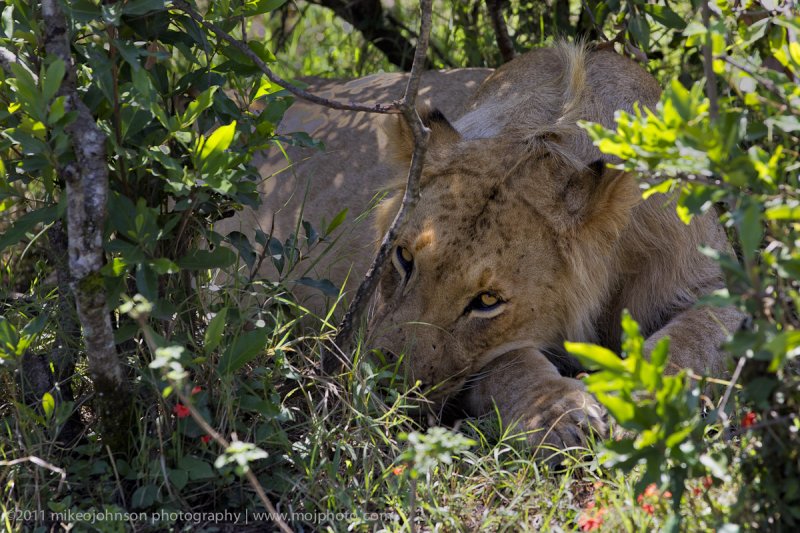 002-Lion at Rest.jpg