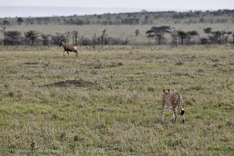 008-Cheetah Hunting.jpg