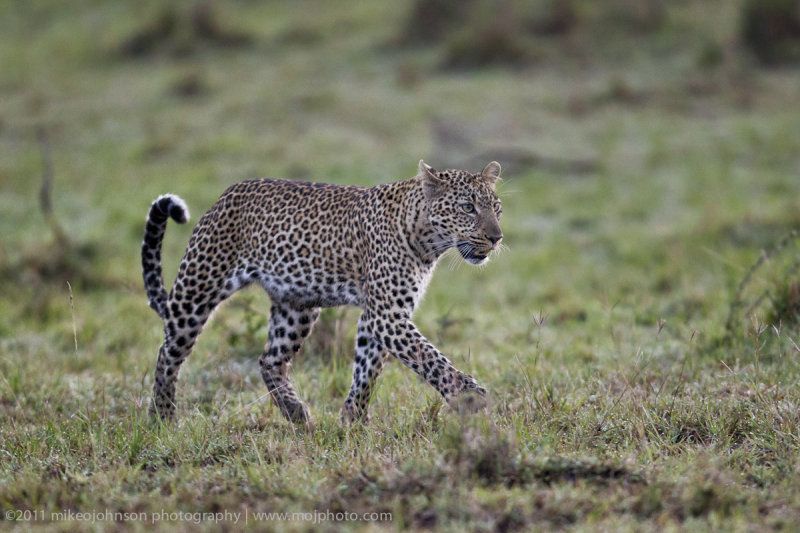014-Leopard.jpg