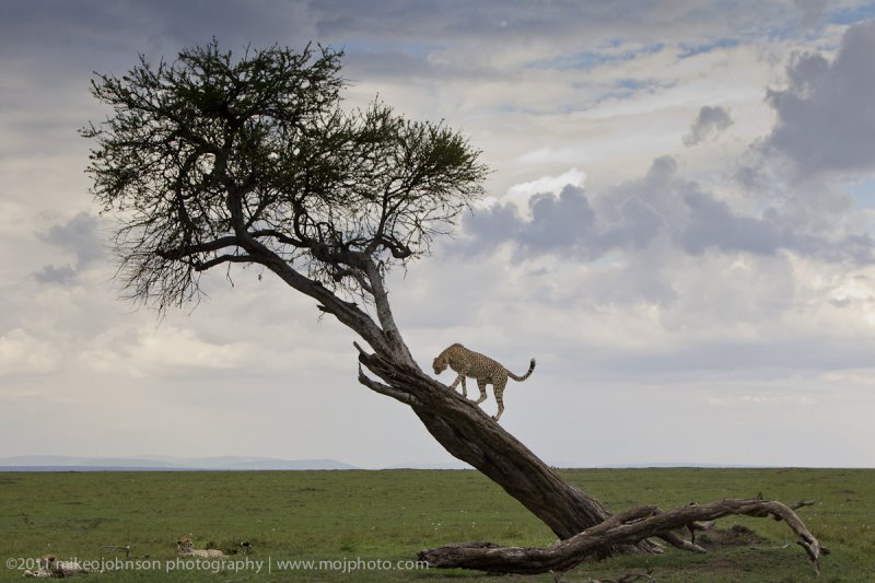019-Cheetah in Tree.jpg