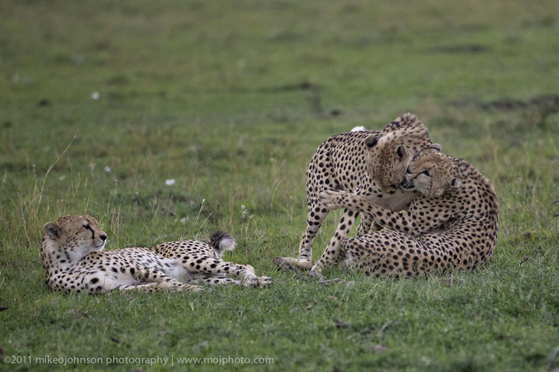 020-Brothers Playing.jpg