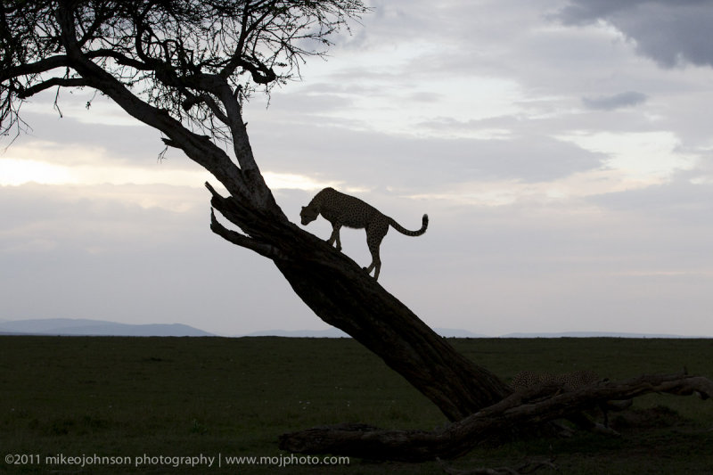 021-Cheetah Silouette.jpg