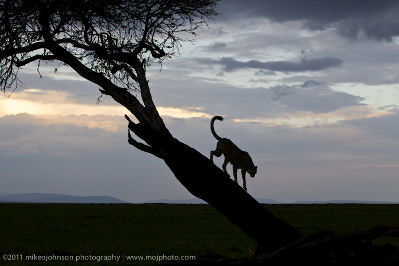 022-Cheetah in Tree Silouette.jpg