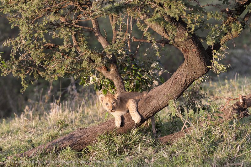 026-Lion Cub.jpg