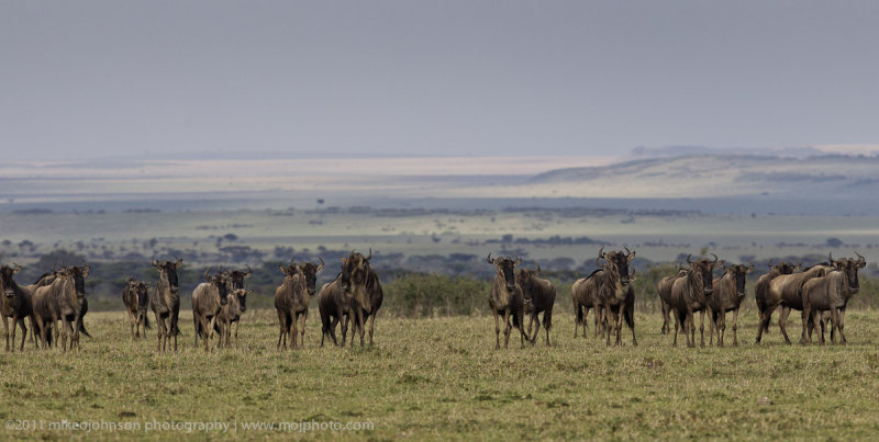 031-wildebeest.jpg