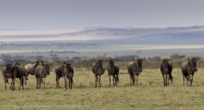 032-Wildebeest.jpg