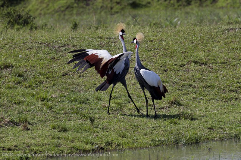 036-Crowned Cranes.jpg