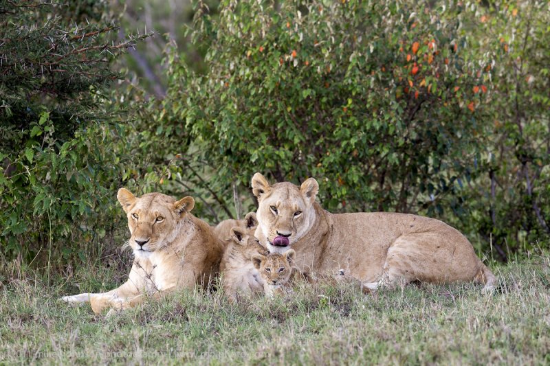 045-Lion Pride.jpg