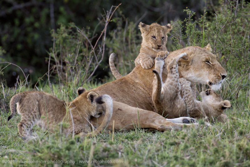 047-Lion Pride.jpg