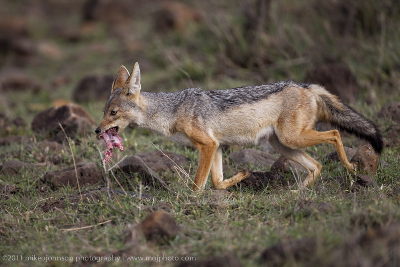 052-Jackal with Chow.jpg