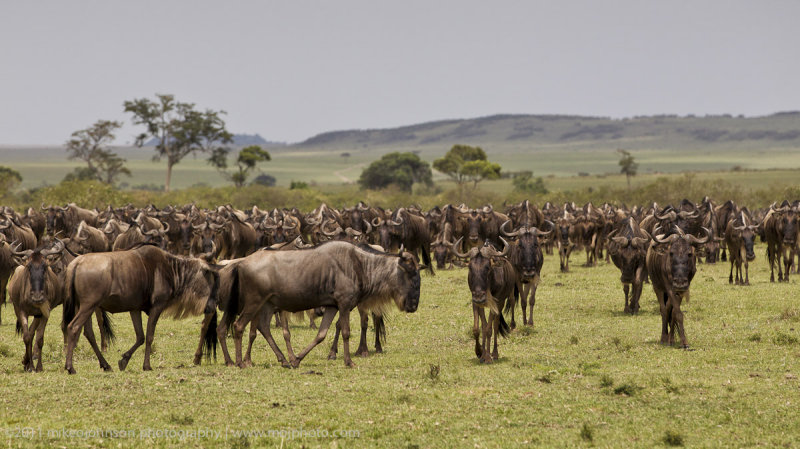 056-Wildebeest.jpg