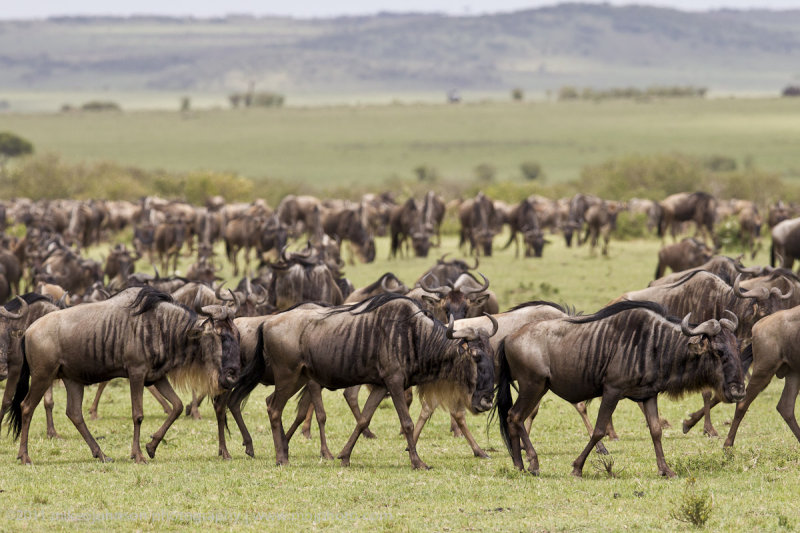 058-Wildebeest.jpg