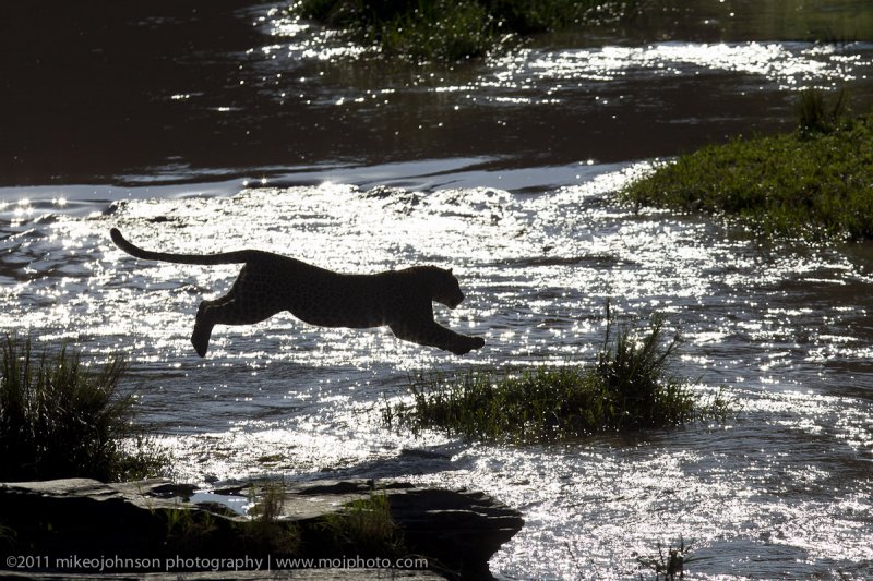 069-Leopard Leaping.jpg