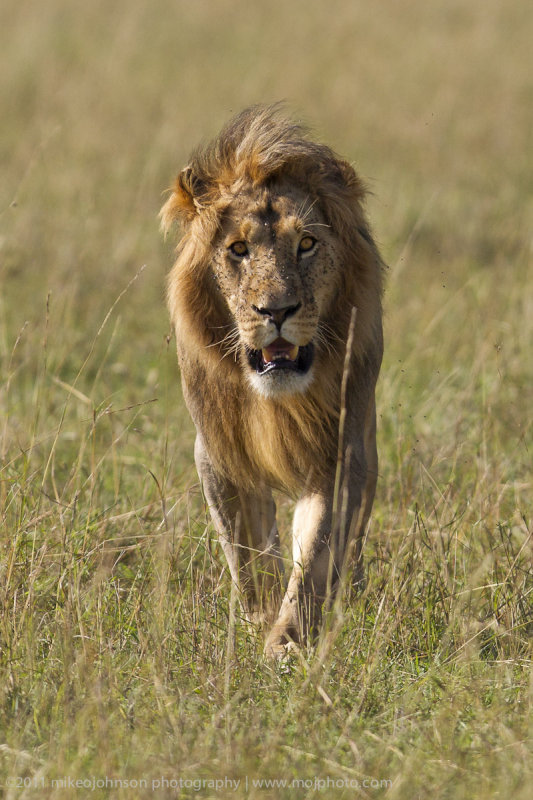 071-Lion Flies.jpg