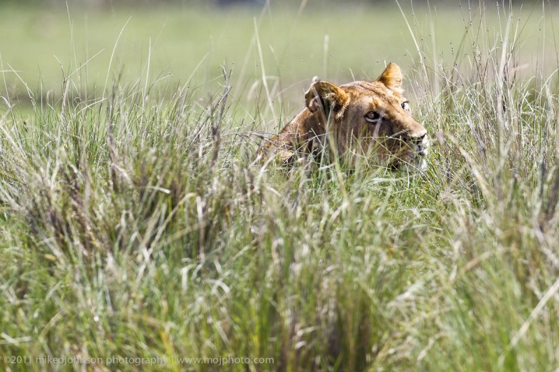 073-Lion Hunting.jpg