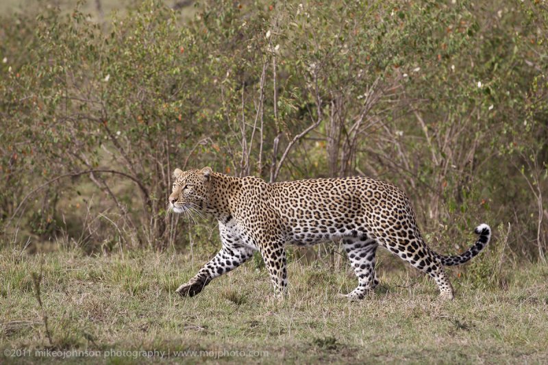 098-Leopard.jpg