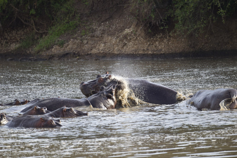101-Hippo Conflict.jpg