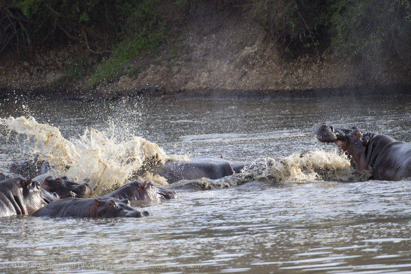 103-Hippo Conflict.jpg