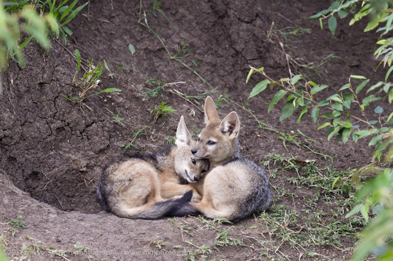 113-Jackal Cubs.jpg